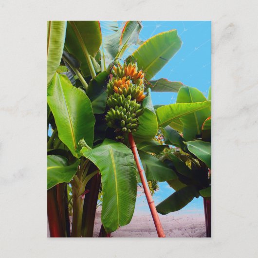 Mehr Bananen Postkarte (Vorderseite)