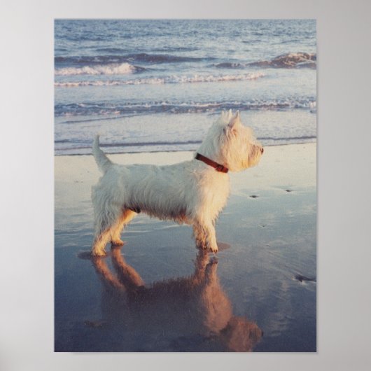 Mehr bitte! Westie Ball Poster (Vorne)