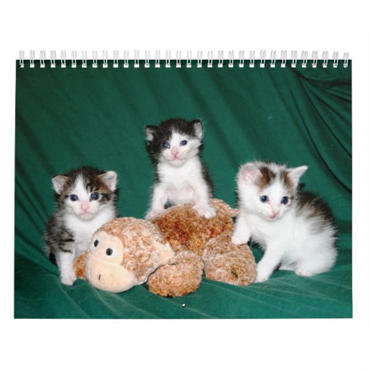 Mehr Kätzchen! Kalender (Titelbild)