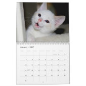 Mehr Kätzchen! Kalender (Jan 2027)