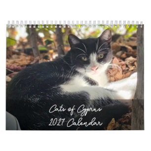 Mehr Katzen aus Zypern vom PaphosLife-Kalender Kalender