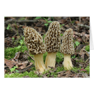 Mehr Morels