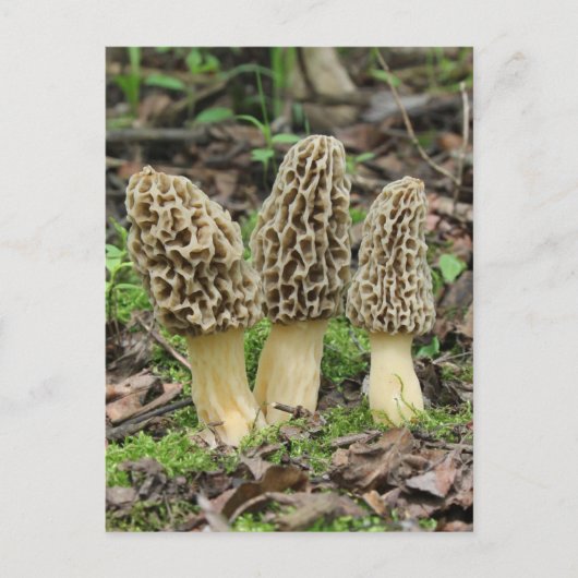Mehr Morels Postkarte (Vorderseite)