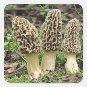 Mehr Morels Quadratischer Aufkleber