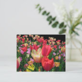 Mehr Tulips Postkarte (Stehend Vorderseite)