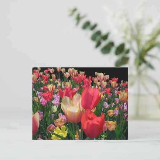 Mehr Tulips Postkarte (Stehend Vorderseite)