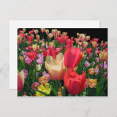 Mehr Tulips Postkarte (Vorne/Hinten)
