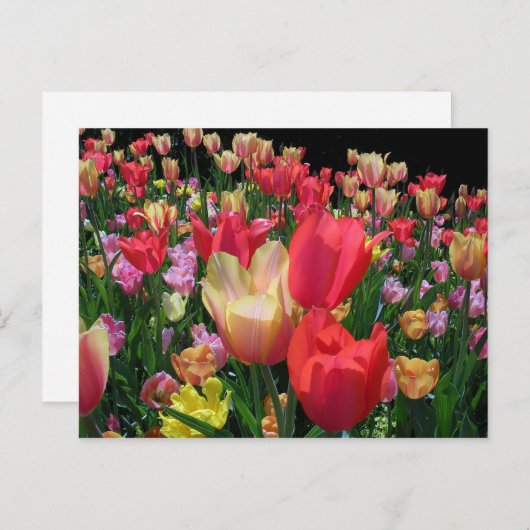 Mehr Tulips Postkarte (Vorne/Hinten)