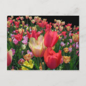 Mehr Tulips Postkarte (Vorderseite)
