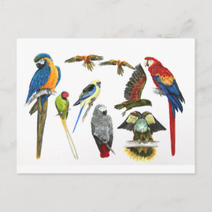 mehr und mehr Papageien für all Ihre Geschenke Postkarte