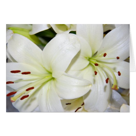 Mehr weiße Lilien (Vorderseite (Horizontal))
