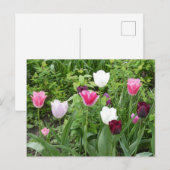 Mehrere Farben Tulips DIY Postkarte (Vorne/Hinten)