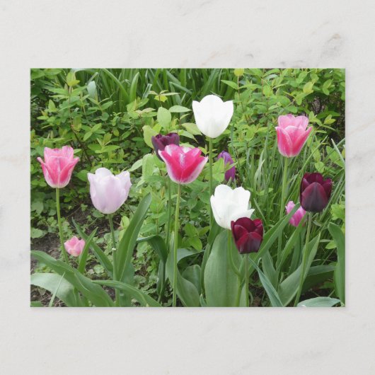 Mehrere Farben Tulips DIY Postkarte (Vorderseite)