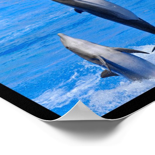 Mehrere Fotos Delphine Poster (Ecke)