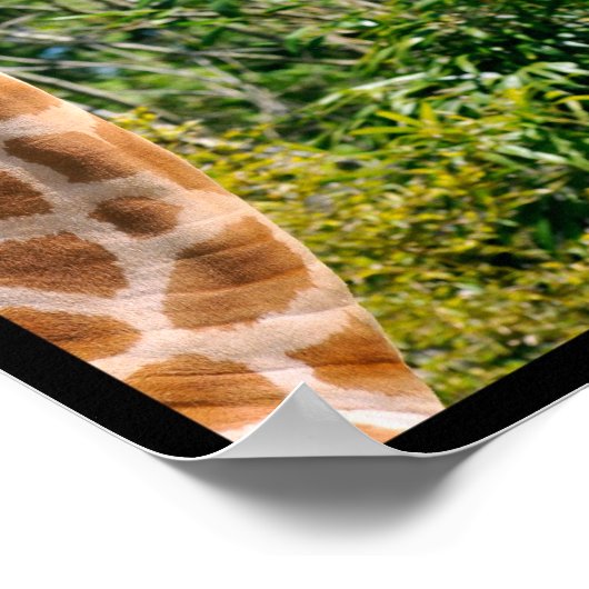 Mehrere Fotos Giraffen Poster (Ecke)