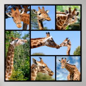 Mehrere Fotos Giraffen Poster (Vorne)