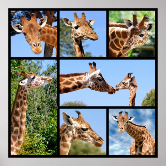 Mehrere Fotos Giraffen Poster (Vorne)