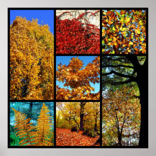 Mehrere Fotos Herbstblätterung Poster