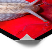 Mehrere Fotos Schnecken Poster (Ecke)