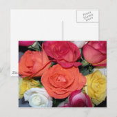 Mehrere Rose Postkarte (Vorne/Hinten)