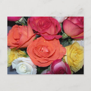 Mehrere Rose Postkarte
