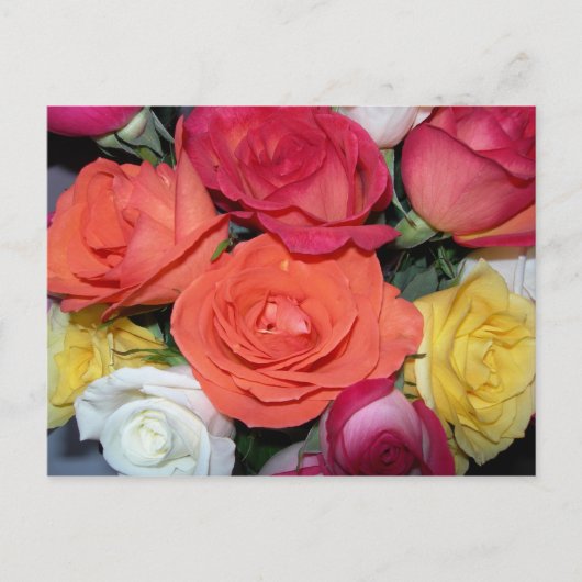 Mehrere Rose Postkarte (Vorderseite)