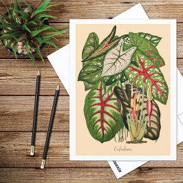 Mehrfarbig Caladium Pflanze Illustration Postkarte