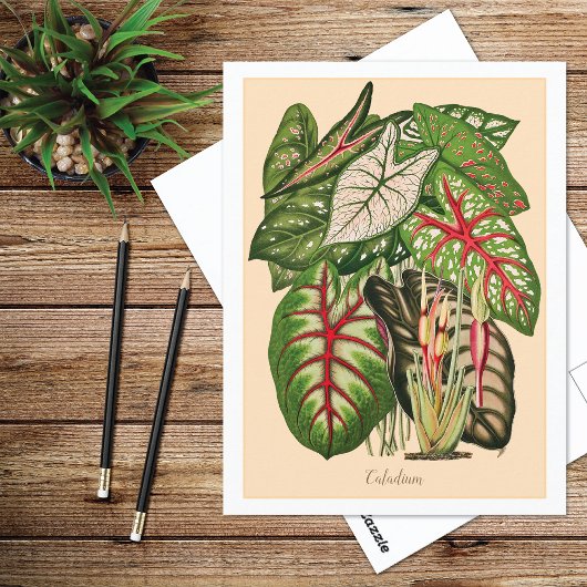 Mehrfarbig Caladium Pflanze Illustration Postkarte