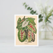 Mehrfarbig Caladium Pflanze Illustration Postkarte (Stehend Vorderseite)
