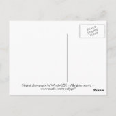 Mehrfarbige Blume * Postkarte (Rückseite)