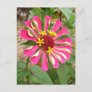 Mehrfarbige Blume * Postkarte