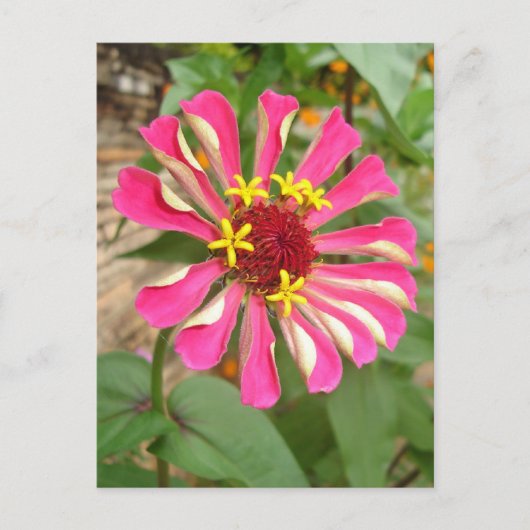 Mehrfarbige Blume * Postkarte (Vorderseite)