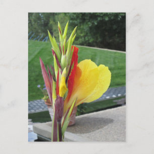 Mehrfarbige Cannas Bloom Postcard Postkarte