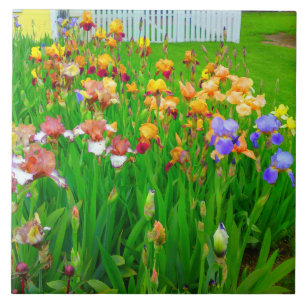 Mehrfarbige Iris Blume Patch Tile Fliese