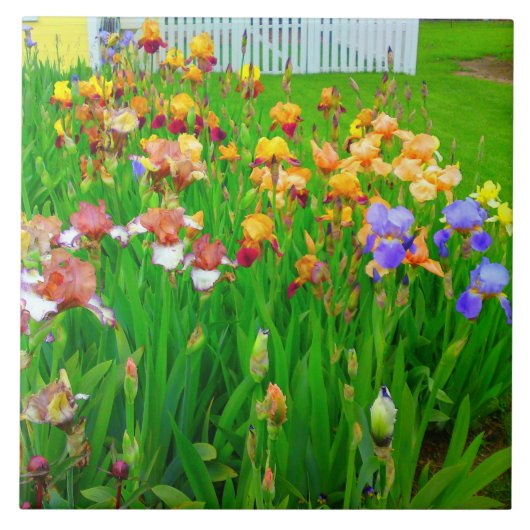 Mehrfarbige Iris Blume Patch Tile Fliese (Vorderseite)