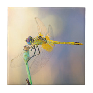 Mehrfarbige Libelle Fliese