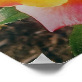 MEHRFARBIGE ROSE POSTER (Ecke)