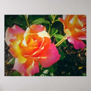 MEHRFARBIGE ROSE POSTER