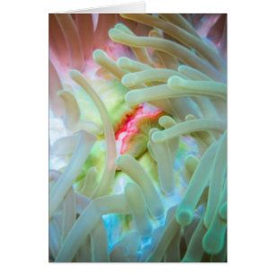 Mehrfarbige Seeanemone
