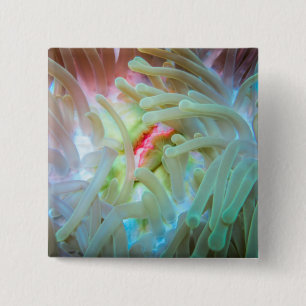 Mehrfarbige Seeanemone Button
