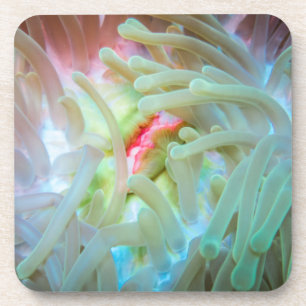 Mehrfarbige Seeanemone Getränkeuntersetzer