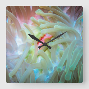 Mehrfarbige Seeanemone Quadratische Wanduhr