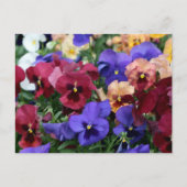 mehrfarbige Stiefmütterchen Postkarte (Vorderseite)