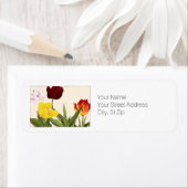 mehrfarbige Tulips, botanische Art Rücksendeadress (Insitu)