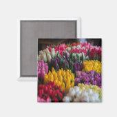 mehrfarbige Tulips Magnet (Vorderseite/Rückseite)