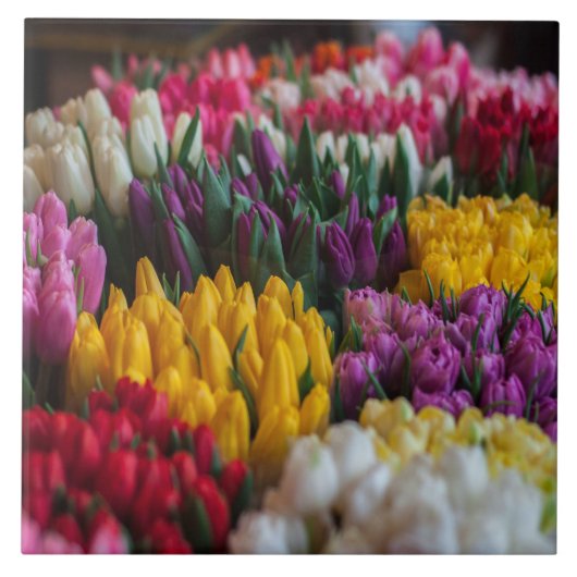 Mehrfarbige Tulpen Fliese (Vorderseite)