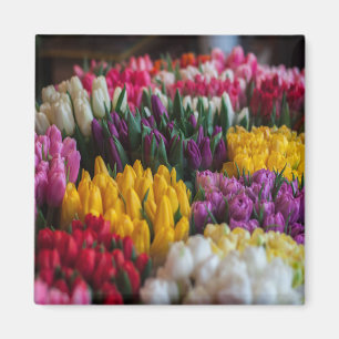 Mehrfarbige Tulpen Magnet
