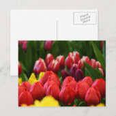 mehrfarbige Tulpen Postkarte (Vorne/Hinten)