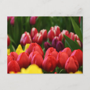 mehrfarbige Tulpen Postkarte