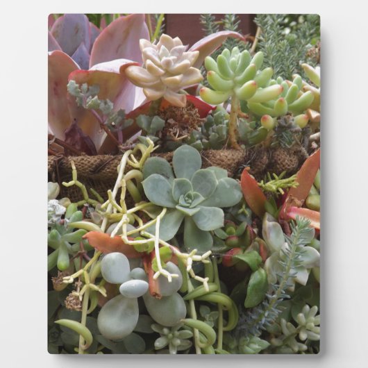 mehrfarbiger Kakteen Fotoplatte (Vorderseite)